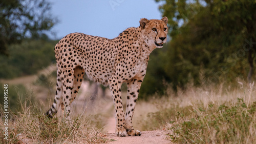 Majestic cheetah roaming the trails of Kruger National Park in South Africa