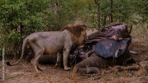 Majestic lion feasts on elephant remains in Kruger National Park, South Africa