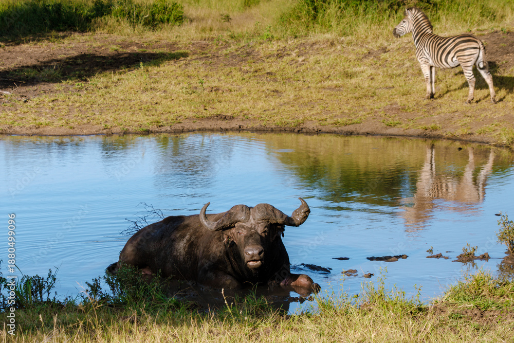 Fototapeta premium Buffalo relaxing by the water with zebra nearby in Kruger National Park South Africa