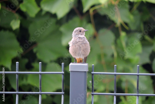 Wallpaper Mural A portrait of a juvenile female common redstart sitting on a metal pole, blurred background Torontodigital.ca