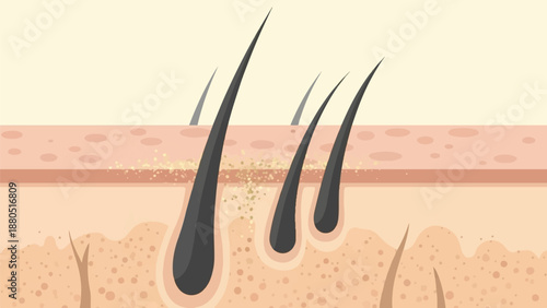 Microscopic view of skin layers with hair follicles and pores