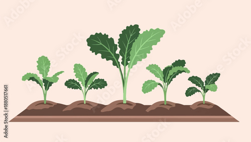 Flat illustration of five green leafy plants growing in soil beds