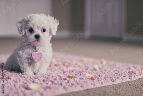 Small white dog sits on pink rug with heart tag in a living room during daytime