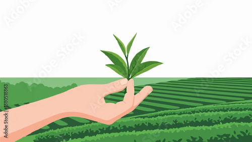 Hand holding fresh tea leaves over a lush green plantation