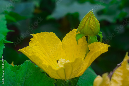 A pumpkin flower