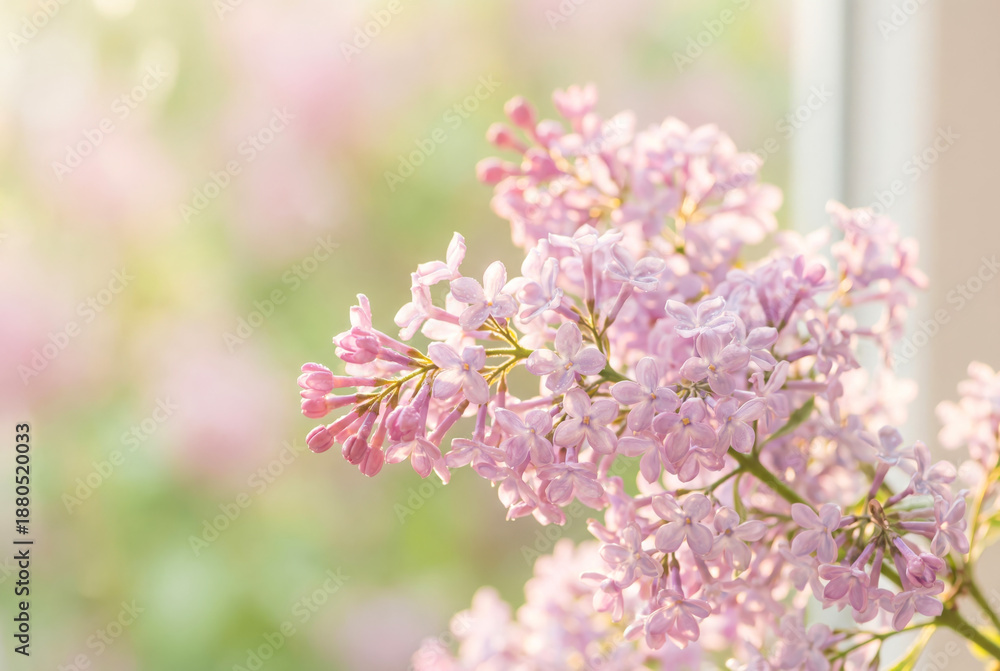 Fototapeta premium Light Purple Lilac Flowers in Morning Light