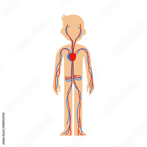 Human circulatory system,kids Educational illustration of the circulatory system 