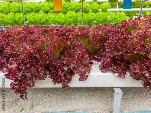 Fresh Red Coral Lettuce In Hydroponic Farming System