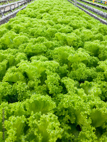 Rows Of Fresh Organic Lettuce Growing In Hydroponic Greenhouse