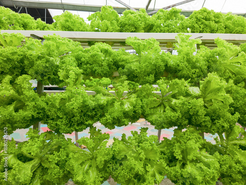 Vertical Hydroponic Farming System With Fresh Green Lettuce