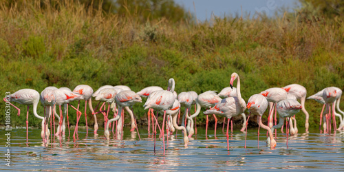 Group of Greater flamingos (Phoenicopterus roseus) in the shallow water of a lagoon in the Camargue, France.