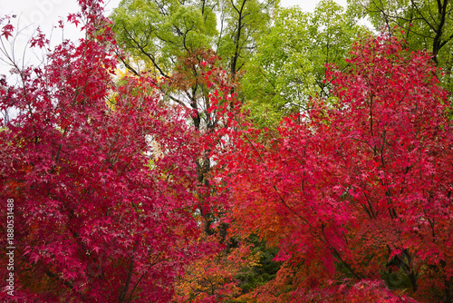 赤く色づく日本の秋