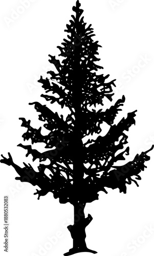 Coniferous tree silhouette representing nature and forest evergreen