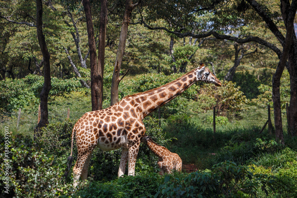 Obraz premium Jirafa de Rothschild caminando por la sabana de Kenia, África