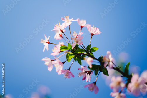 Pink crabapple flowers blooming against clear blue sky in spring