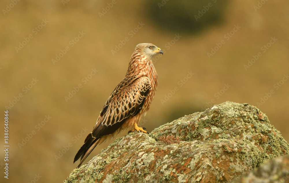 Obraz premium milano real en la sierra abulense.Avila.España