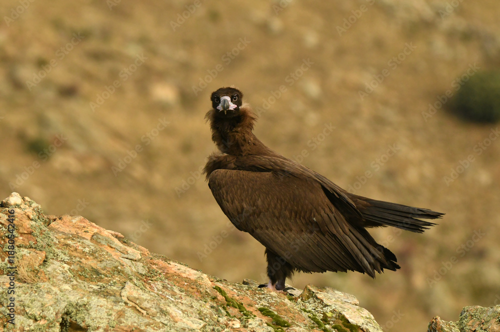 Fototapeta premium buitres en la sierra abulense en Avila.España