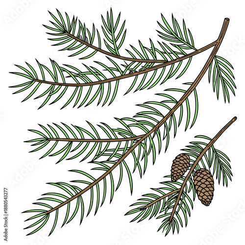 Branches of a pine