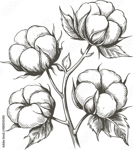 Detailed black and hand drawn cotton plant with buds and leaves 1