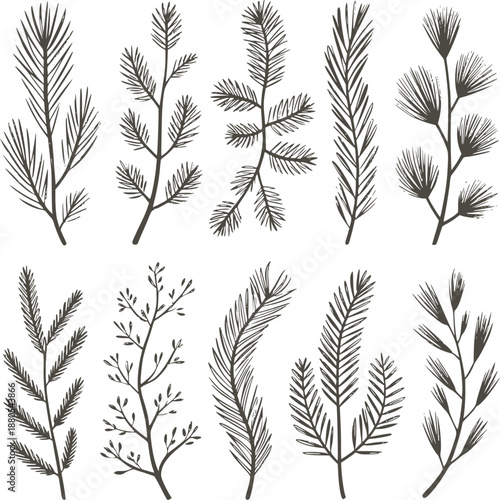 Monochrome botanical of various leafy branches and twigs leaves