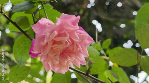 Fresh Pink Rose on Plant | Natural Flower 4k