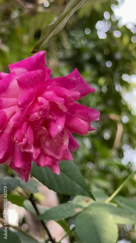 Beautiful Pink Rose Flower on Plant | Close-Up Nature View