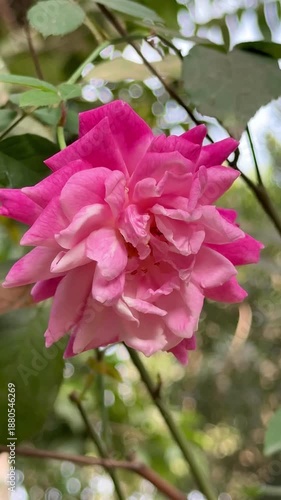 Beautiful Pink Rose Flower on Plant | Close-Up Nature View