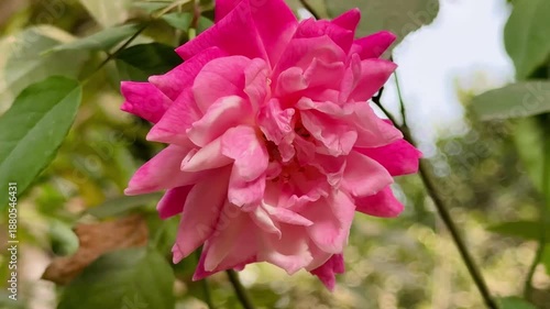 Pink Rose Blooming on Plant | Garden Flower Scenery