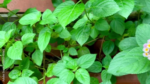 Wallpaper Mural Lantana camara or Shrub verbenas or Lantana flower blooming on green leaf background. The flowers typically change color as they mature, resulting in inflorescences that are two or three colored. Torontodigital.ca