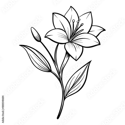 zephyranthes robusta flower line art on white background.