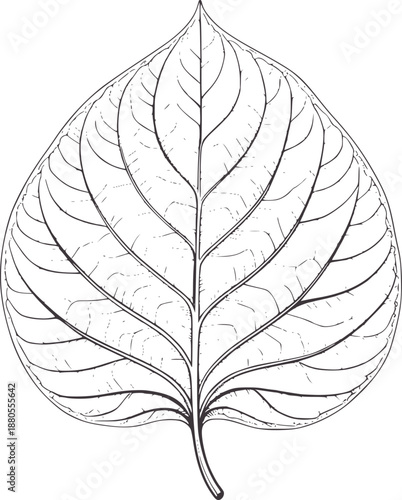 Detailed black and of a single leaf with intricate vein patterns veins symmetrical