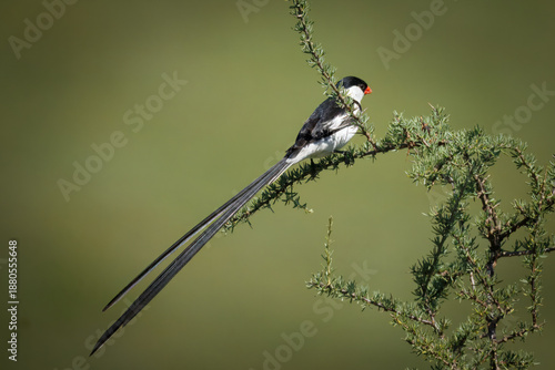 Pin-tailed whydah bird with a long tail