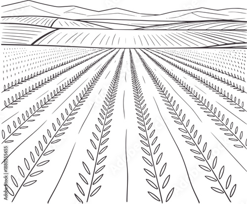 Detailed black and of a valley with symmetrical rows of plants and distant mountains