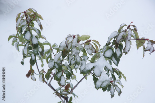 Wallpaper Mural Snow-covered Ornamental Plant. Heavy snow can cause significant damage to a garden by bending or breaking branches on shrubs and trees. While light, fluffy snow can act as an insulator for plants  Torontodigital.ca