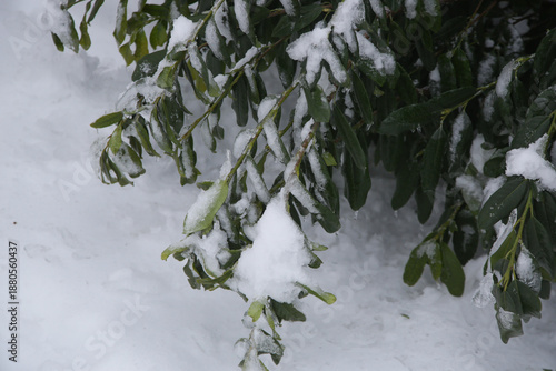 Wallpaper Mural Snow-covered Ornamental Plant. Heavy snow can cause significant damage to a garden by bending or breaking branches on shrubs and trees. While light, fluffy snow can act as an insulator for plants  Torontodigital.ca