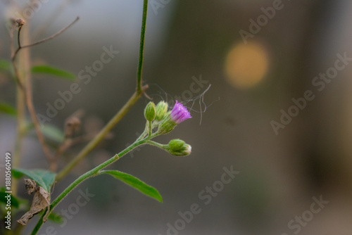 wild flowers in the forest