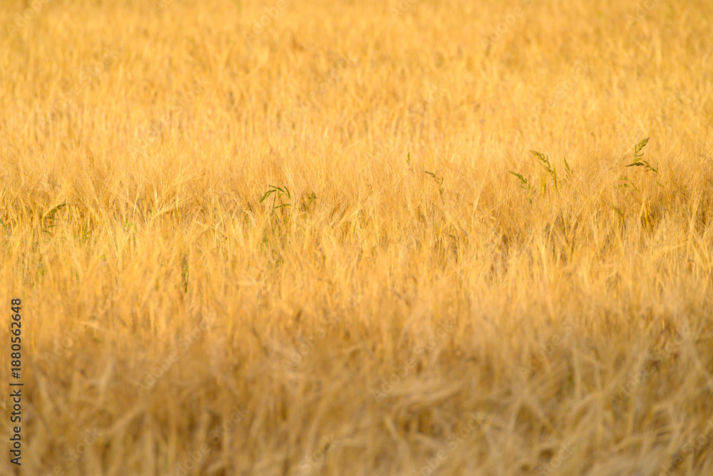 Fototapeta premium Ripe barley spikes under warm sunlight. The Concept of Nature.