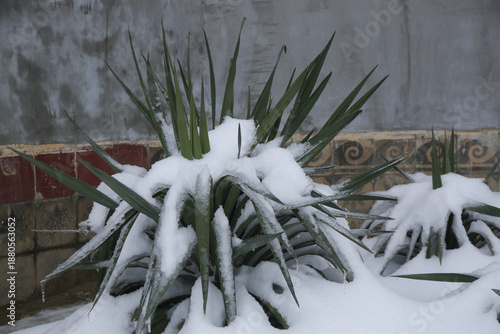 Wallpaper Mural Snow-covered Ornamental Plant. Heavy snow can cause significant damage to a garden by bending or breaking branches on shrubs and trees. While light, fluffy snow can act as an insulator for plants  Torontodigital.ca