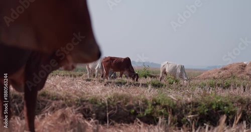 Wallpaper Mural Cows and Calves Grazing in Harvested Rice Field in Rural Indian Village Torontodigital.ca