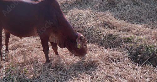 Wallpaper Mural Cows and Calves Grazing in Harvested Rice Field in Rural Indian Village Torontodigital.ca
