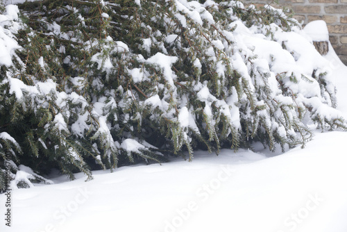 Wallpaper Mural Snow-covered Ornamental Plant. Heavy snow can cause significant damage to a garden by bending or breaking branches on shrubs and trees. While light, fluffy snow can act as an insulator for plants  Torontodigital.ca