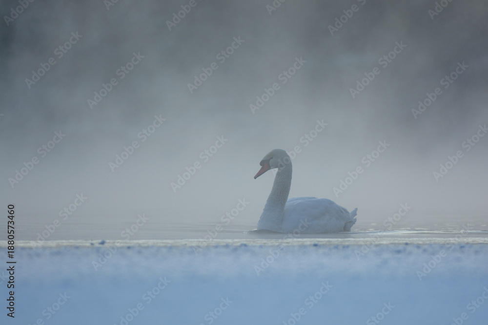 Fototapeta premium mute swan cygnus olor