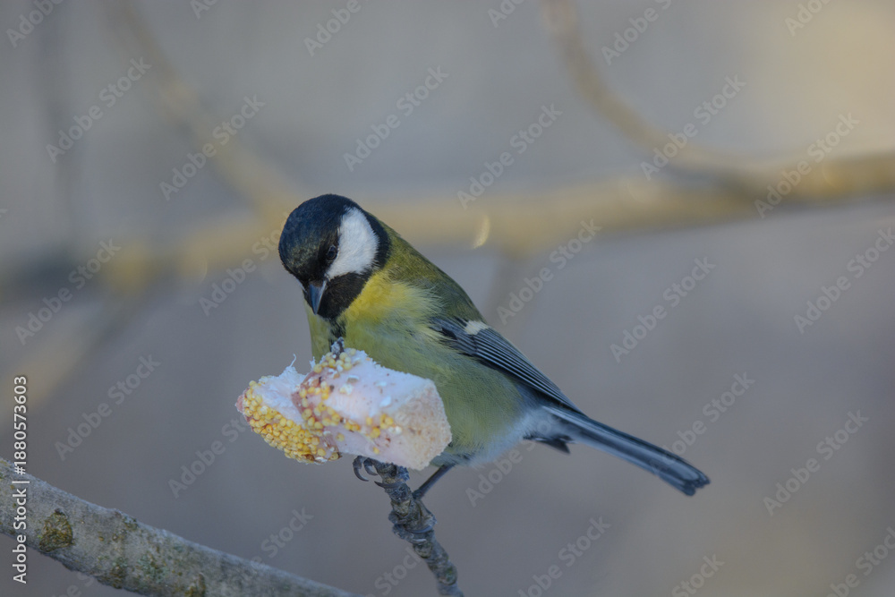 Fototapeta premium blue tit on a branch feeding