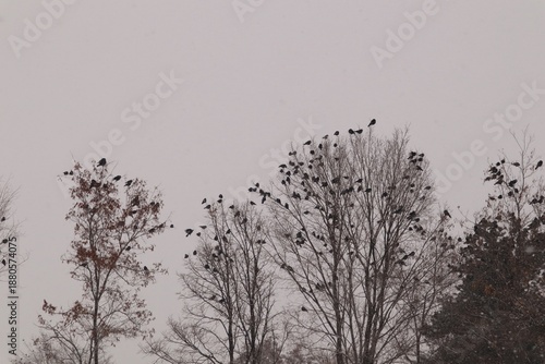 Flock of black crows gathers on winter trees during heavy snowfall, creating a dramatic scene of survival, vigilance, social intelligence, mystery, and seasonal wildlife behavior. Wild birds. crow