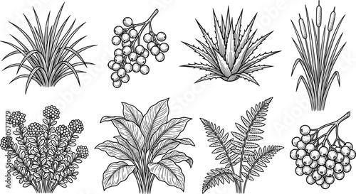 Botanical plant illustration set with grasses, ferns, leafy plants, and berry clusters in detailed black and white engraved line art style