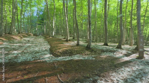 Wallpaper Mural 250508十日町市松之山美人林 Torontodigital.ca