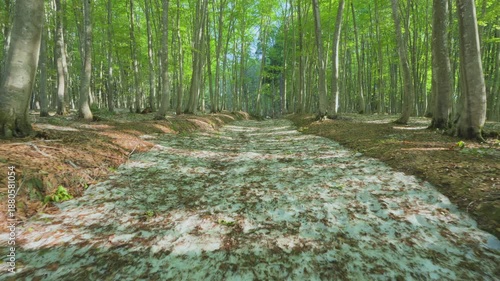 Wallpaper Mural 250508十日町市松之山美人林 Torontodigital.ca