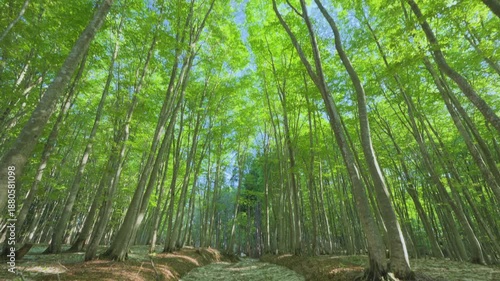 Wallpaper Mural 250508十日町市松之山美人林 Torontodigital.ca