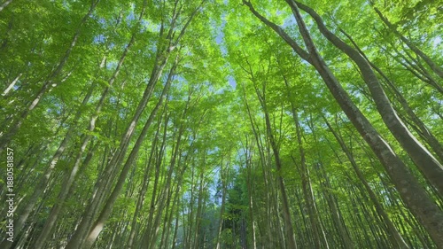 Wallpaper Mural 250508十日町市松之山美人林 Torontodigital.ca