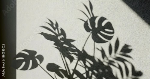 Shadows of Leaves on White Background.